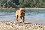 BULLMASTIFF 033